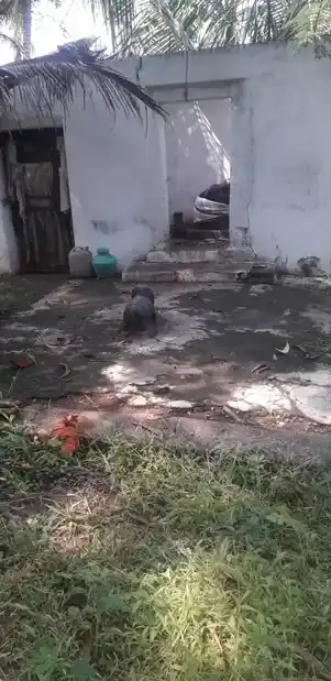 Arulmigu Valvagai Sastha Temple, Near Via Thitta Pillayar Street, Tenkasi - 627811 அருள்மிகு வால்வகை சாஸ்தா பாலாவுடையார் திருக்கோயில், -, Tenkasi - 627811, Tenkasi - Ancient Temple Architecture and History Image 2