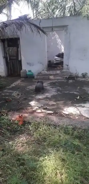 Arulmigu Valvagai Sastha Temple, Near Via Thitta Pillayar Street, Tenkasi - 627811 அருள்மிகு வால்வகை சாஸ்தா பாலாவுடையார் திருக்கோயில், -, Tenkasi - 627811, Tenkasi - Ancient Temple Architecture and History Image 3