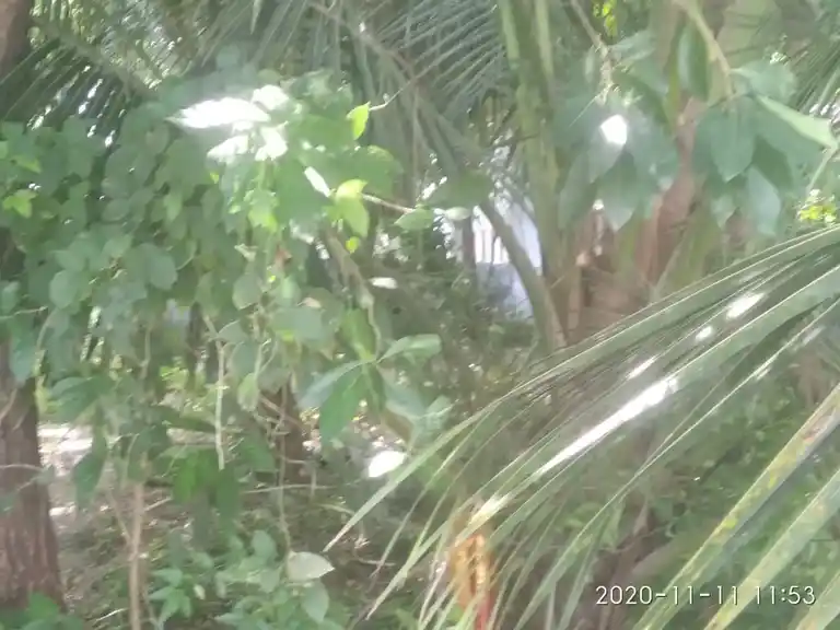 Arulmigu Vanamoorthi Manthira Moorthi Swamy Temple, Puthugramam, Theroor - 629704 அருள்மிகு வனமூர்த்தி மந்திரமூர்த்தி சுவாமி திருக்கோயில், Puthugramam, Theroor - 629704, Kanyakumari - Ancient Temple Architecture and History Image 3