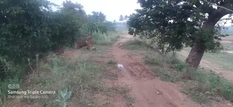Arulmigu Vandikaran Kulam Kannimaar Temple, Madur - 624306