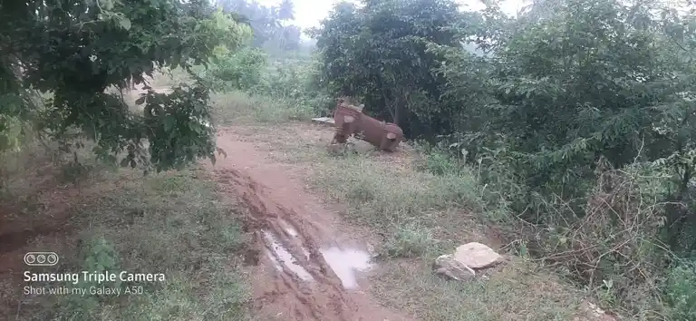 Arulmigu Vandikaran Kulam Kannimaar Temple, Madur - 624306 அருள்மிகு வண்டிக்காரன்குளம் கன்னிமார் கோயில், Madur - 624306, Dindigul - Ancient Temple Architecture and History Image 4