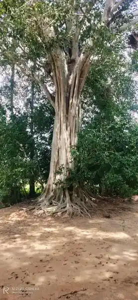 Arulmigu Vannaiyankaruppar Temple, Sethurappatti - 622002 அருள்மிகு வன்னையன் கருப்பர் திருக்கோயில், Sethurappatti - 622002, Pudukkottai - Ancient Temple Architecture and History Image 5