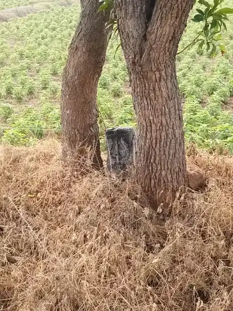 Arulmigu Varadharaja Perumal Temple, V.Krishnapuram - 606301