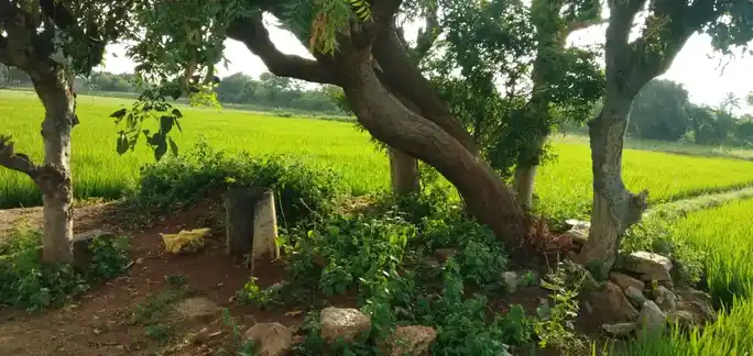 Arulmigu Varadharajapperumal Temple, Sinnarettipatty - 621313 அருள்மிகு வரதராஜப்பெருமாள் திருக்கோயில், Sinnarettipatty - 621313, Karur - Ancient Temple Architecture and History Image 2