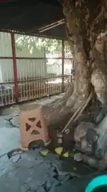 Arulmigu Varasakthivinayagar Temple, Sindhupoondurai - 627001 Arulmigu Varasakthivinayagar Temple, Sindhupoondurai - 627001, Tirunelveli - Ancient Temple Architecture and History Image 5