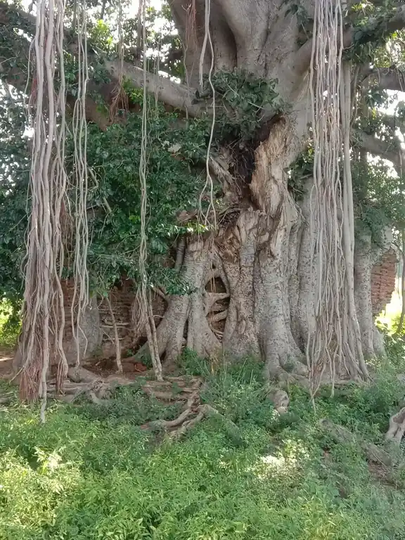 Arulmigu Varatharaja Perumal Temple, Senkuruchi - 624306 அருள்மிகு வரதராஜப்பெருமாள் திருக்கோயில், Senkuruchi - 624306, Dindigul - Ancient Temple Architecture and History Image 2