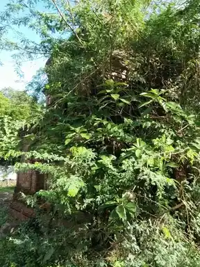 Arulmigu Varatharajperumal Temple, Thittacheri - 610206 அருள்மிகு வரதராஜபெருமாள் திருக்கோயில், திட்டச்சோி - 610206, Thiruvarur - Ancient Temple Architecture and History Image 2