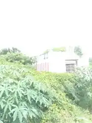 Arulmigu Vasudevaperumal Temple, Thirupanjeeli - 621005 அருள்மிகு வாசுதேவ பெருமாள் திருக்கோயில், கிளியநல்லூர் - 621005, Thiruchirappalli - Ancient Temple Architecture and History Image 3