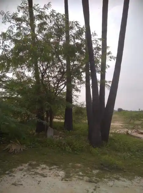 Arulmigu Vayal Karuppar Temple, Kothrappatti - 622111 Temple