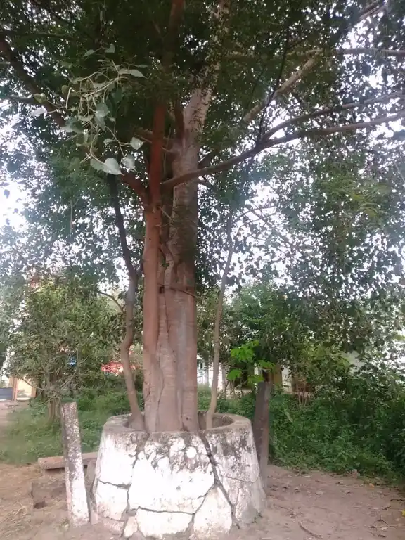 Arulmigu Vazhavanthiaamman Temple, Seeyamangalam - 631605 அருள்மிகு வாழவந்தியம்மன் திருக்கோயில், Seeyamangalam - 631605, Kancheepuram - Ancient Temple Architecture and History Image 4