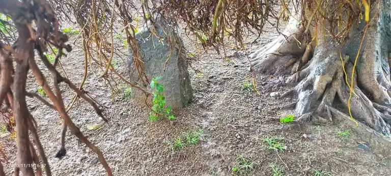 Arulmigu Vediyappan Pillaiyar Temple, Kottaiyur - 606707 அருள்மிகு வேடியப்பன் பிள்ளையார் திருக்கோயில், Kottaiyur - 606707, Tiruvannamalai - Ancient Temple Architecture and History Image 6
