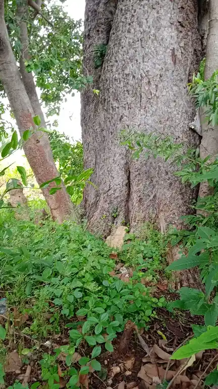 Arulmigu Veeramuthiriyar Temple, Poomudayanpatti - 621705 Temple
