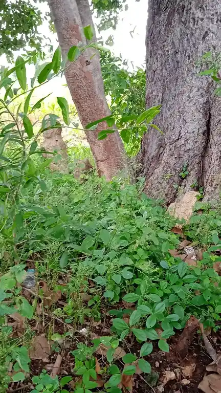 Arulmigu Veeramuthiriyar Temple, Poomudayanpatti - 621705 Arulmigu Veeramuthiriyar Temple,  - 621705, Ariyalur - Ancient Temple Architecture and History Image 3