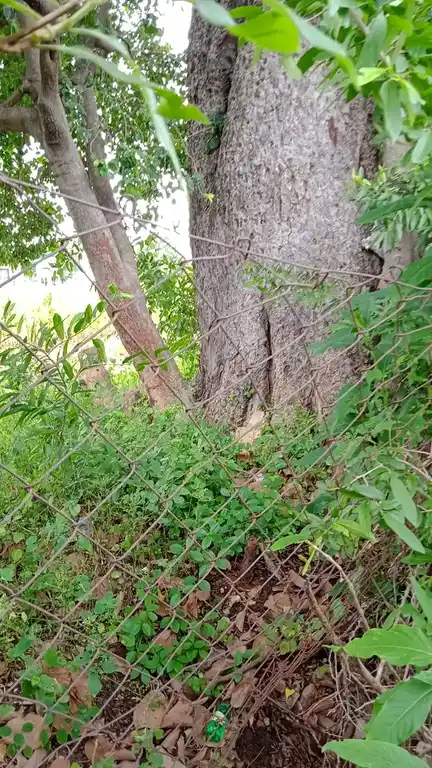 Arulmigu Veeramuthiriyar Temple, Poomudayanpatti - 621705 Arulmigu Veeramuthiriyar Temple,  - 621705, Ariyalur - Ancient Temple Architecture and History Image 4
