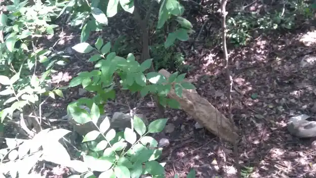 Arulmigu Veeramuthiriyar Temple, Rayampuram - 621714 Arulmigu Veeramuthiriyar Temple, இராயம்புரம் - 621714, Ariyalur - Ancient Temple Architecture and History Image 3