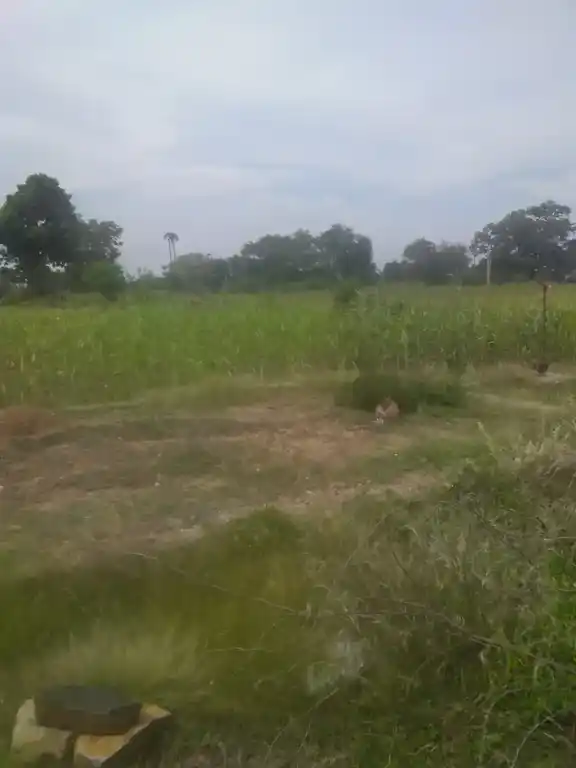 Arulmigu Veeran Temple, Vadakuvellli - 621010 Arulmigu Veeran Temple, Vadakuvellli - 621010, Thiruchirappalli - Ancient Temple Architecture and History Image 7