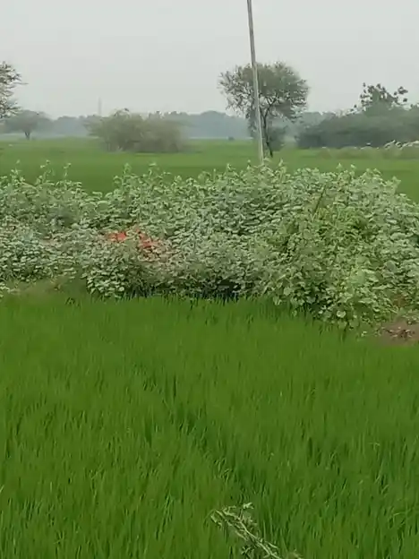 Arulmigu Veeranachiyar Temple, Annakaranpettai, Ariyalur - 612904 Arulmigu Veeranachiyar Temple,  - 612904, Ariyalur - Ancient Temple Architecture and History Image 2