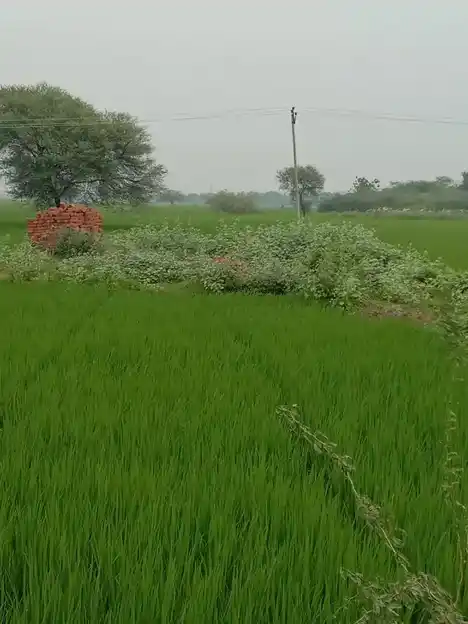 Arulmigu Veeranachiyar Temple, Annakaranpettai, Ariyalur - 612904 Arulmigu Veeranachiyar Temple,  - 612904, Ariyalur - Ancient Temple Architecture and History Image 3