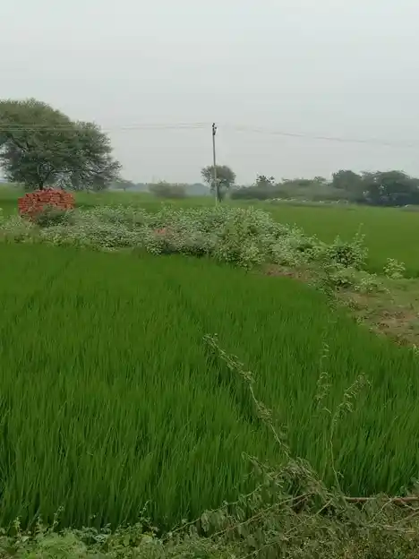 Arulmigu Veeranachiyar Temple, Annakaranpettai, Ariyalur - 612904 Arulmigu Veeranachiyar Temple,  - 612904, Ariyalur - Ancient Temple Architecture and History Image 4