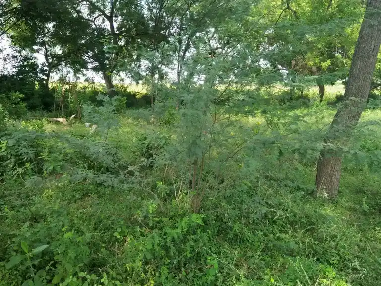 Arulmigu Veeranar Temple, Mullayur - 621730 Temple