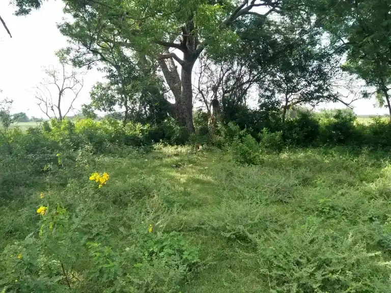 Arulmigu Veeranar Temple, Mullayur - 621730 Arulmigu Veeranar Temple, - 621730, Ariyalur - Ancient Temple Architecture and History Image 4
