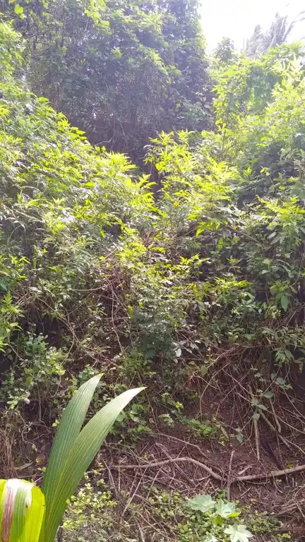 Arulmigu Velayuthasamy Temple, Avalappampatti - 642132 அருள்மிகு வேலாயுதசாமி திருக்கோயில், Avalappampatti - 642132, Coimbatore - Ancient Temple Architecture and History Image 4