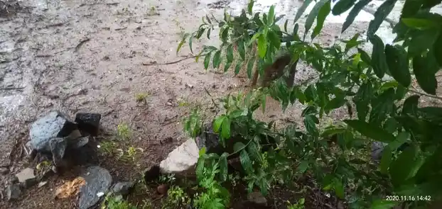 Arulmigu Veliyappan Temple, Main Road, Paliyapatu - 606701 அருள்மிகு வேடியப்பன் திருக்கோயில்&nbsp;, Main Road, பாலியப்பட்டு - 606701, Tiruvannamalai - Ancient Temple Architecture and History Image 5