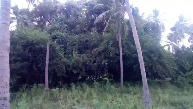 Arulmigu Vellodu Ayyanar Temple, Silambakkonpatti - 625103 அருள்மிகு வெள்ளோடு அய்யனார் கோயில், Silambakkonpatti - 625103, Madurai - Ancient Temple Architecture and History Image 4