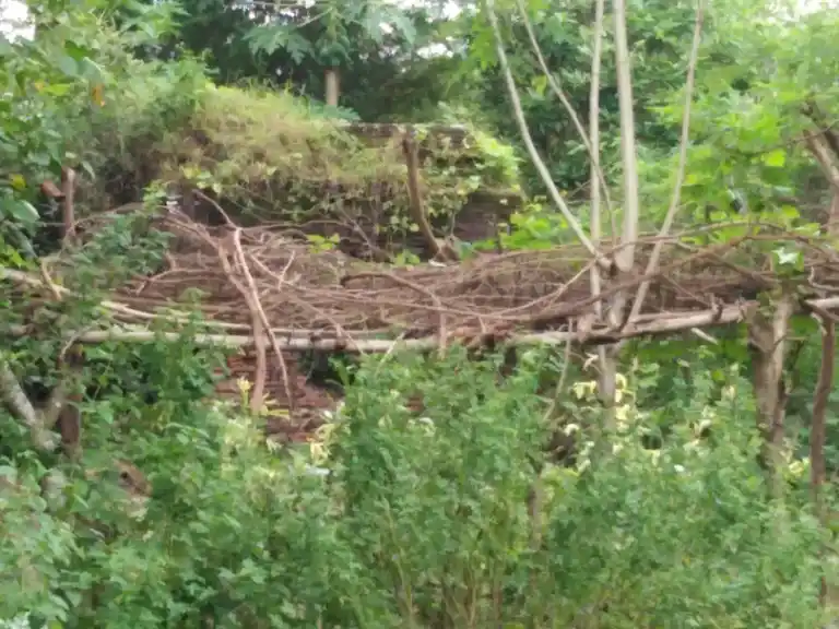 Arulmigu Vengatajalapathiswamy Temple, Kavanur - 609807 அருள்மிகு வெங்கடாஜலபதி திருக்கோயில், Kavanur - 609807, Thanjavur - Ancient Temple Architecture and History Image 4