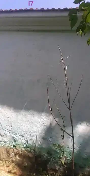 Arulmigu Venkadachalapathi Temple, Pinnathur - 614706 அருள்மிகு வெங்கடாசலபதி திருக்கோயில், Pinnathur - 614706, Thiruvarur - Ancient Temple Architecture and History Image 3