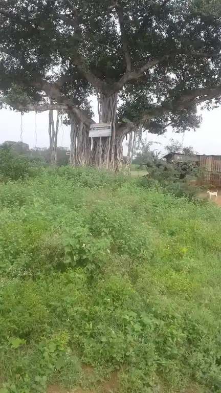 Arulmigu Venkitaa Patti Vinayagar Temple, Kanavoipatty - 624202 அருள்மிகு வெங்கிடாபட்டி வினாயகர் திருக்கோயில், Kanavoipatty - 624202, Dindigul - Ancient Temple Architecture and History Image 2