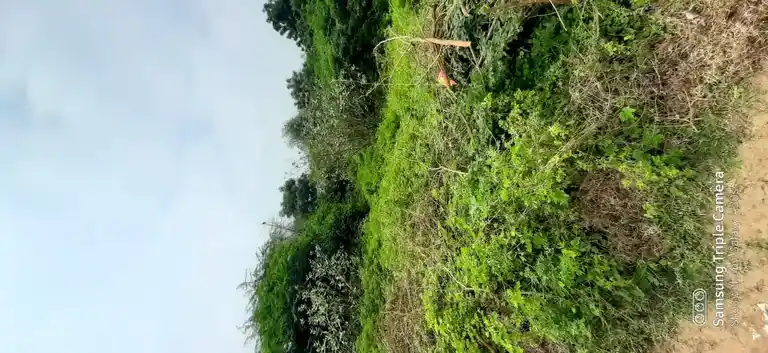 Arulmigu Venugobalaswamy Temple, Vilathoti - 609807