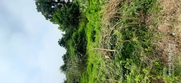 Arulmigu Venugobalaswamy Temple, Vilathoti - 609807 அருள்மிகு வேனுகோபாலசுவாமி திருக்கோயில், Vilathoti - 609807, Thanjavur - Ancient Temple Architecture and History Image 3