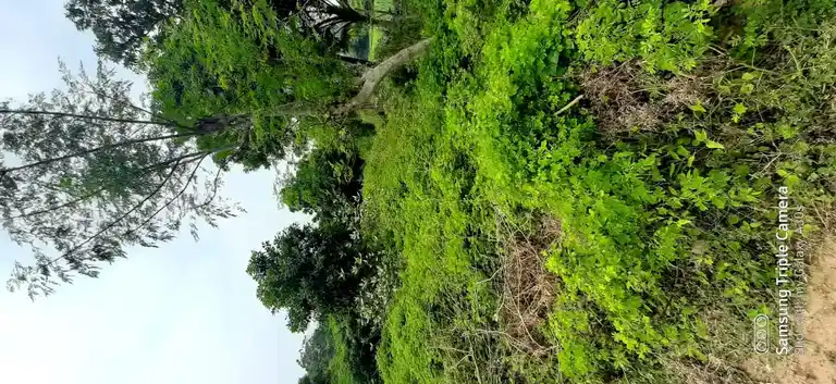 Arulmigu Venugobalaswamy Temple, Vilathoti - 609807 அருள்மிகு வேனுகோபாலசுவாமி திருக்கோயில், Vilathoti - 609807, Thanjavur - Ancient Temple Architecture and History Image 4