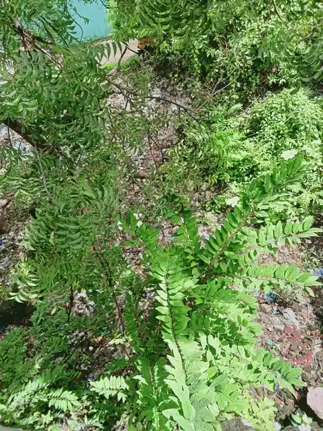 Arulmigu Venukopala Suwamy Pajanai Manthiram Temple, Choolai, Chennai - 600112 அருள்மிகு வேணுகோபால்சுவாமி பஜனை மந்திரன் திருக்கோயில், சூளை, சென்னை - 600112, Chennai - Ancient Temple Architecture and History Image 3