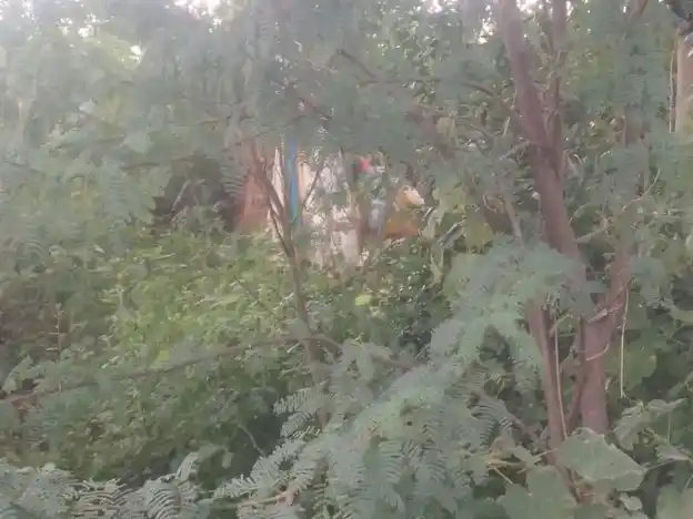 Arulmigu Vettaikaruppaswamy Temple, Podungapatti - 621305 Arulmigu Vettaikaruppaswamy Temple, Podungapatti - 621305, Thiruchirappalli - Ancient Temple Architecture and History Image 4