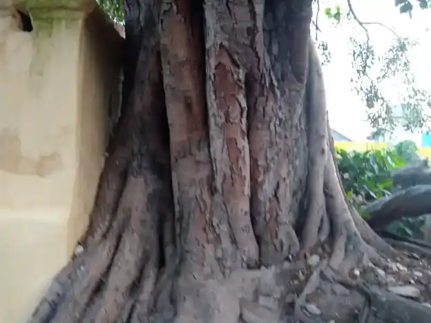 Arulmigu Vinayagar Karupannansamy Temple, Pollachi - 642001 அருள்மிகு விநாயகர் கருப்பனிசாமி டெம்ப்லே, Pollachi - 642001, Coimbatore - Ancient Temple Architecture and History Image 4