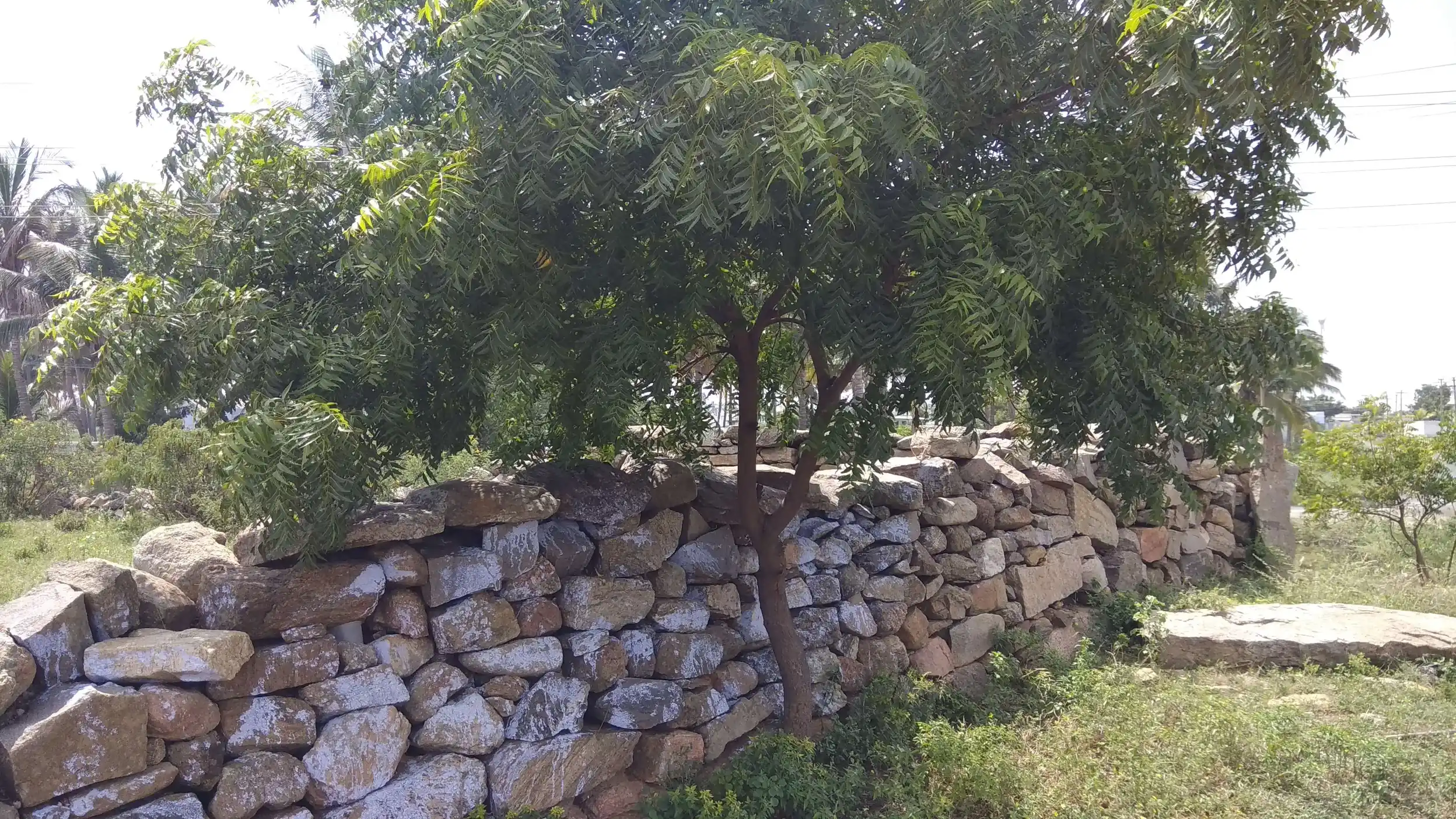 Arulmigu Vinayagar Phalathampi Rettiammal Temple, Kolumamkondan - 624617 அருள்மிகு விநாயகர் பாலதம்பிரெட்டியம்மாள் திருக்கோயில், Kolumamkondan - 624617, Dindigul - Ancient Temple Architecture and History Image 2