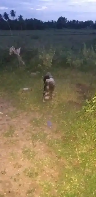 Arulmigu Vinayagar Temple, Alagusirai - 625704