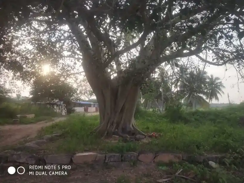 Arulmigu Vinayagar Temple, Alampadi - 624620 அருள்மிகு விநாயகர் கோயில், ஆலம்பாடி - 624620, Dindigul - Ancient Temple Architecture and History Image 3