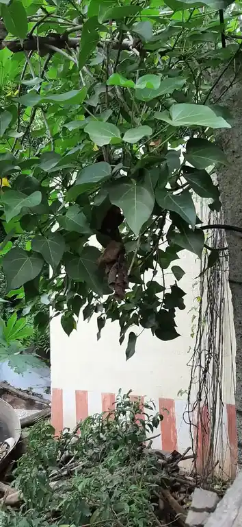 Arulmigu Vinayagar Temple, Madurai - 625016 விநாயகர் திருக்கோயில், Madurai - 625016, Madurai - Ancient Temple Architecture and History Image 2