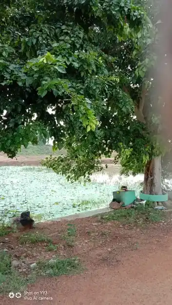 Arulmigu Vinayagar Temple, Melavaniyankudi - 630561