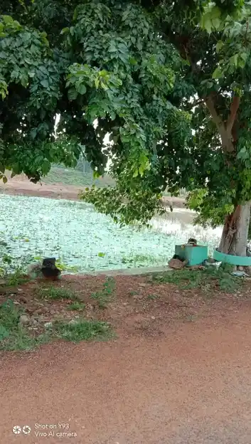 Arulmigu Vinayagar Temple, Melavaniyankudi - 630561 அருள்மிகு. விநாயகர் திருக்கோயில், Melavaniyankudi - 630561, Sivagangai - Ancient Temple Architecture and History Image 3