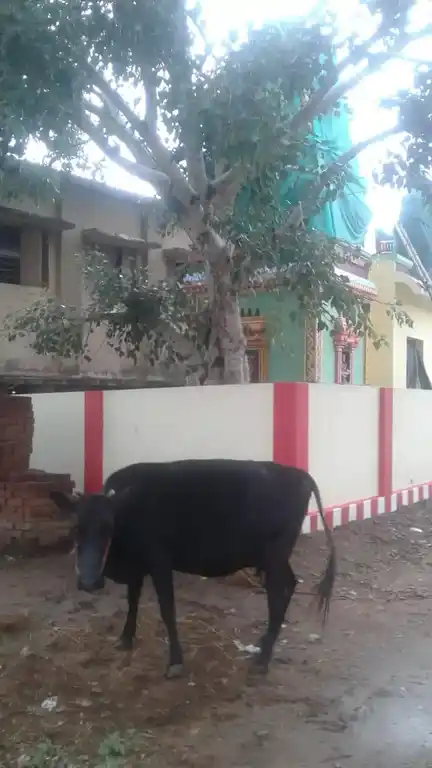 Arulmigu Vinayagar Temple, Palaiyankotai - 624708 அருள்மிகு விநாயகர் திருக்கோயில், Palaiyankotai - 624708, Dindigul - Ancient Temple Architecture and History Image 4