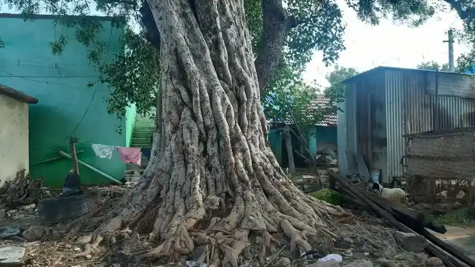 Arulmigu Vinayagar Temple, Pudukulam - 625003 விநாயகர் திருக்கோயில், Pudukulam - 625003, Madurai - Ancient Temple Architecture and History Image 3