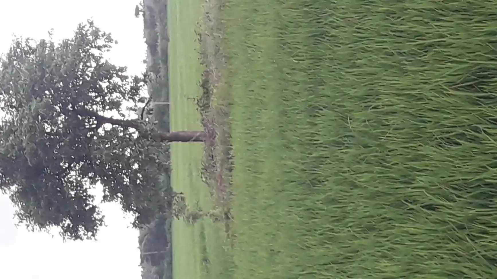 Arulmigu Vinayagar Temple, Velichanatham - 625014 விநாயகர் திருக்கோயில், Velichanatham - 625014, Madurai - Ancient Temple Architecture and History Image 4