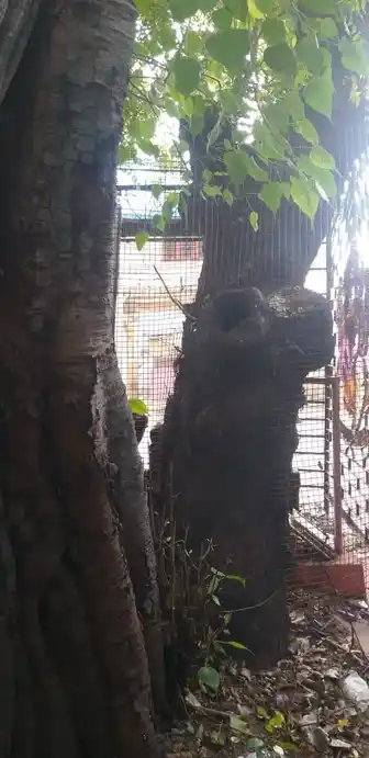 Arulmigu Vinayagar Temple, Vikkramangalam - 625207 விநாயகர் திருக்கோயில், Vikkramangalam - 625207, Madurai - Ancient Temple Architecture and History Image 3