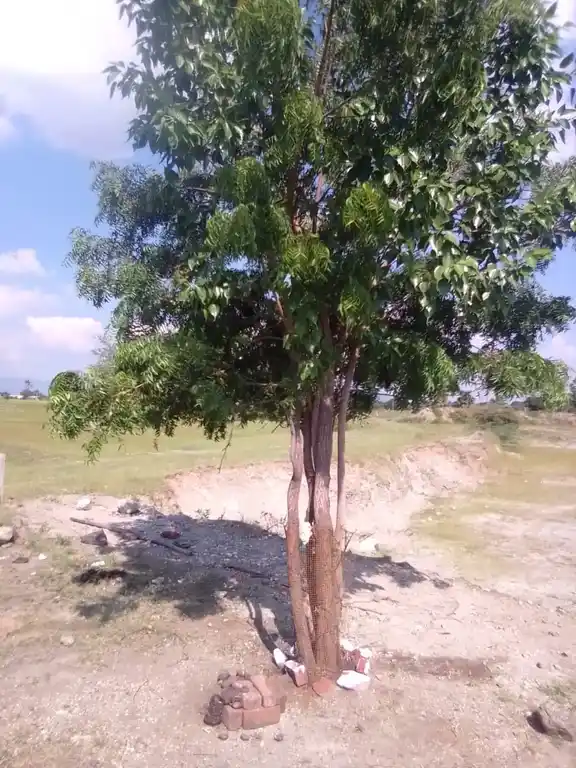 Arulmigu Vinayagartemple, Kothambatti - 621010 Arulmigu VinayagarTemple, Kothambatti - 621010, Thiruchirappalli - Ancient Temple Architecture and History Image 9
