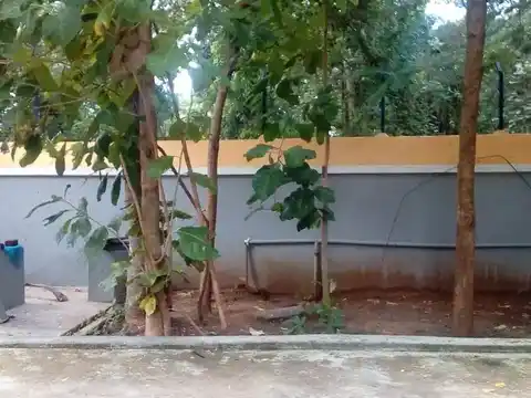 Paramentherasswami Athestanam, Thiruvenkadu - 609114 அருள்மிகு பரமசிவேந்திரசாமி அதிவரபானம் திருக்கோயில், Thirvengadu - 609114, Mayiladuthurai - Ancient Temple Architecture and History Image 11